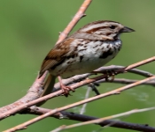 2016 06 11 WildLife MPLS 154